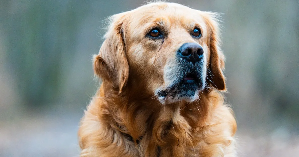 Golden retriever standing on a weighing scale during a vet visit