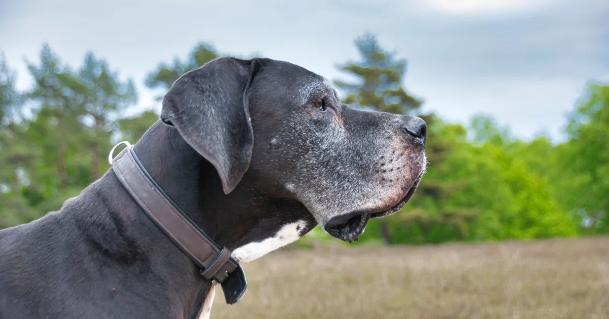Breeder weighing a Great Dane puppy on a scale