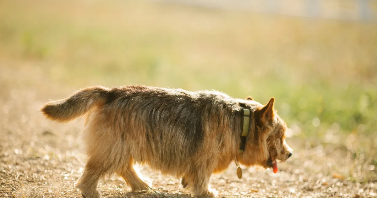 A terrier with gleaming eyes energetically running in a green park, symbolizing recovery and vitality.