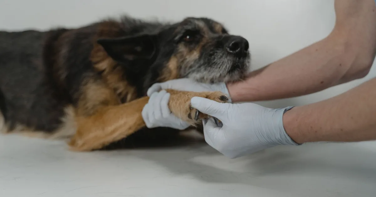 An elderly woman concerned about her German Shepherd's health during a vet visit.