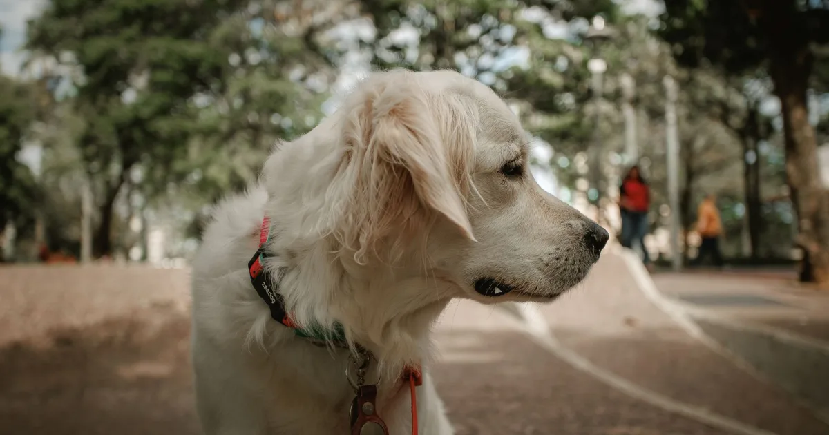 A concerned pet owner inspecting her Golden Retriever for fleas.
