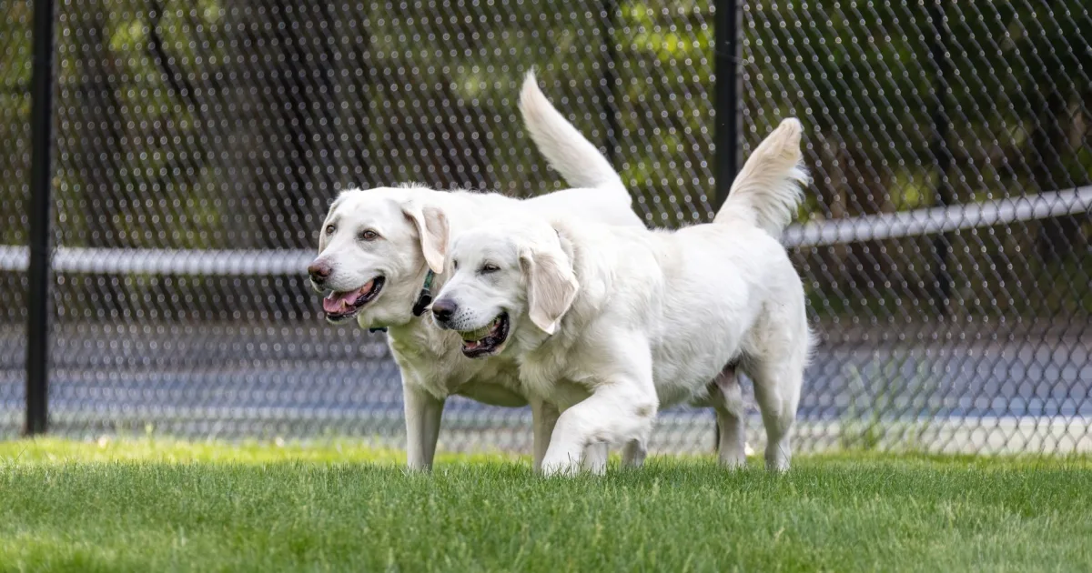 Golden retriever running energetically in a park