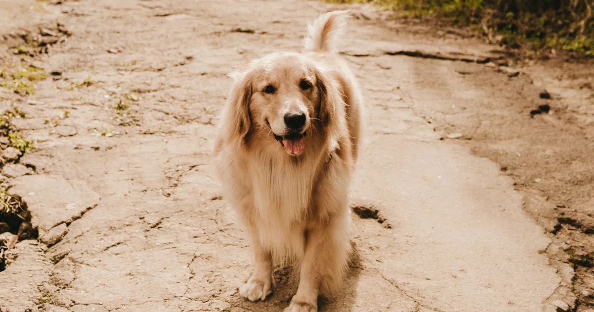 A Golden Retriever resting comfortably in a sun-lit room, surrounded by moving boxes.
