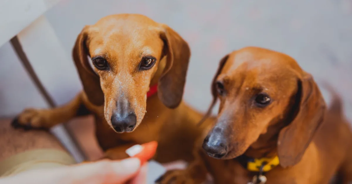 A happy Dachshund dog sitting beside a senior woman looking at health tracking app