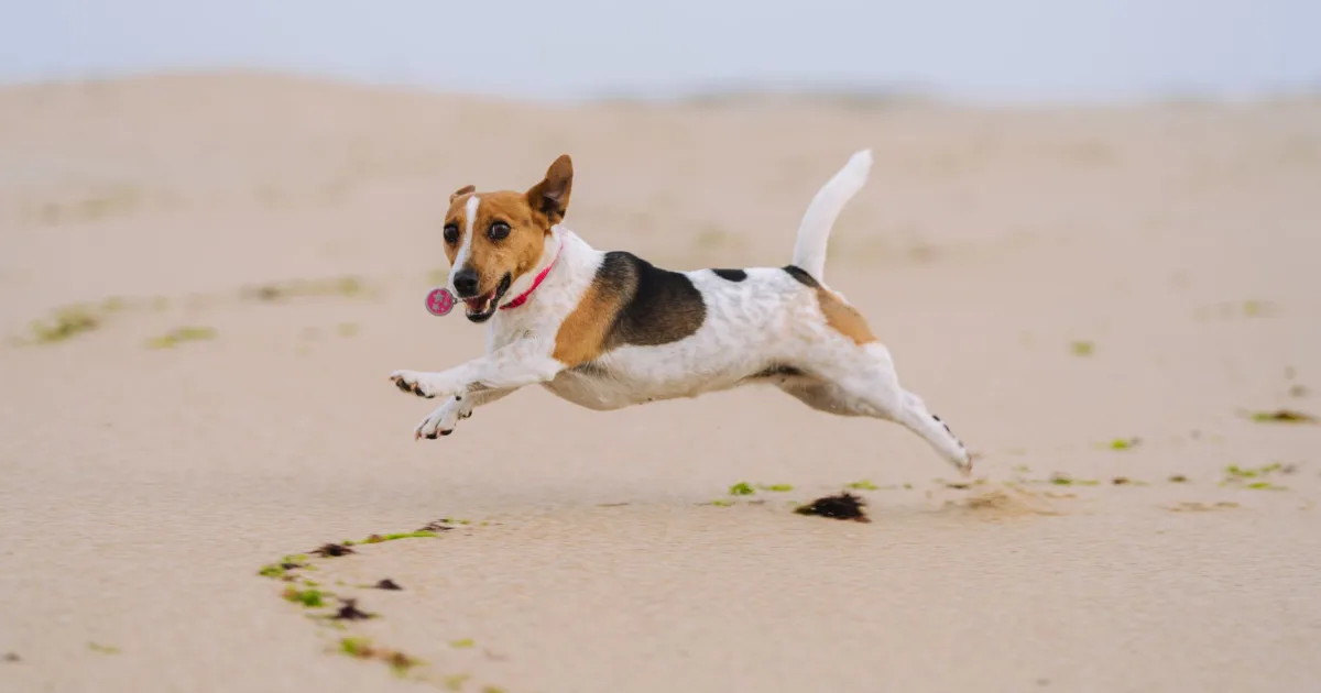 Beagle dog sitting on a scale, owner with digital health app