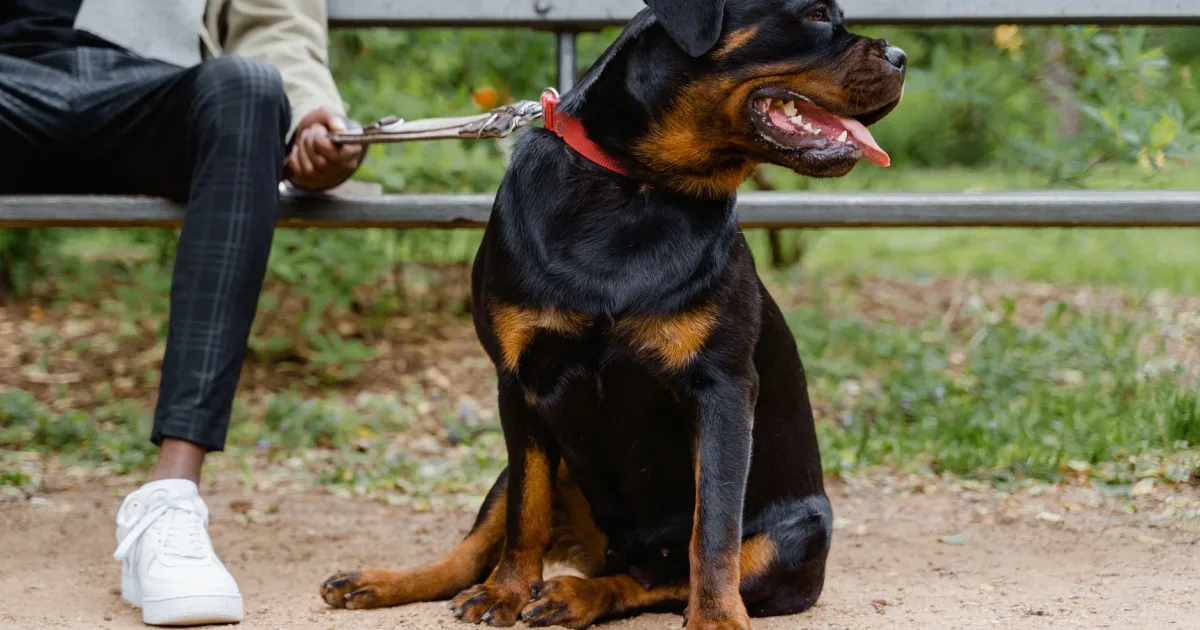 A Rottweiler being weighed at a vet clinic during winter