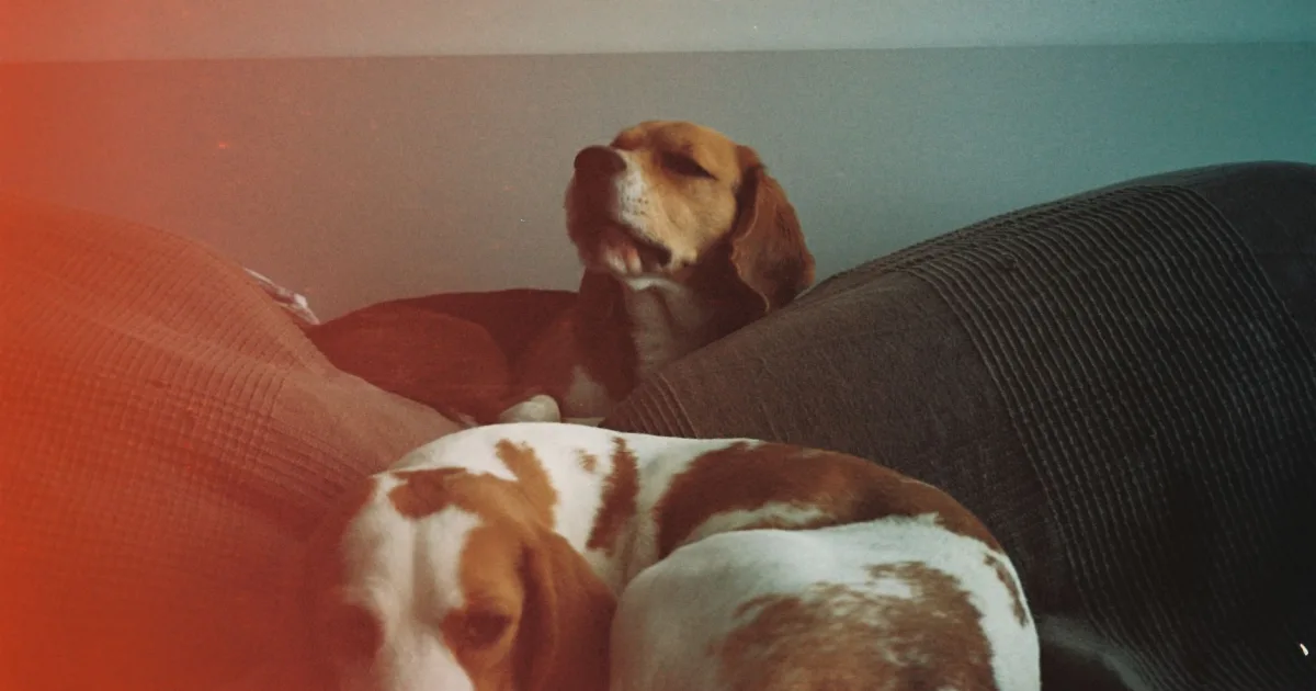A Beagle with a family in a lively kitchen as they prepare for the day.