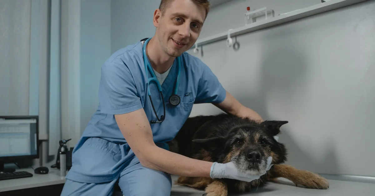 German Shepherd at a vet clinic, owner looking concerned while discussing health records with a veterinarian.