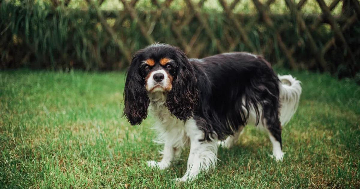 Spaniel lying comfortably on a rug, looking healthy and relaxed, with a family member nearby holding a smartphone.