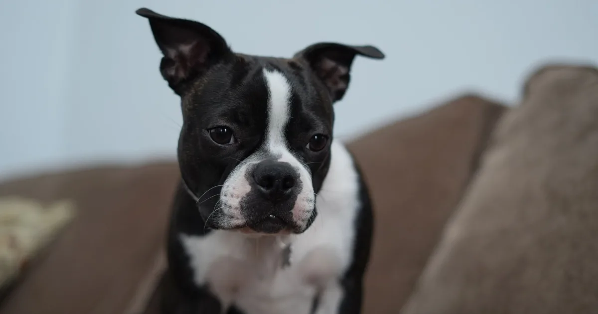 A Boston Terrier being weighed on a scale in a veterinary office setting.