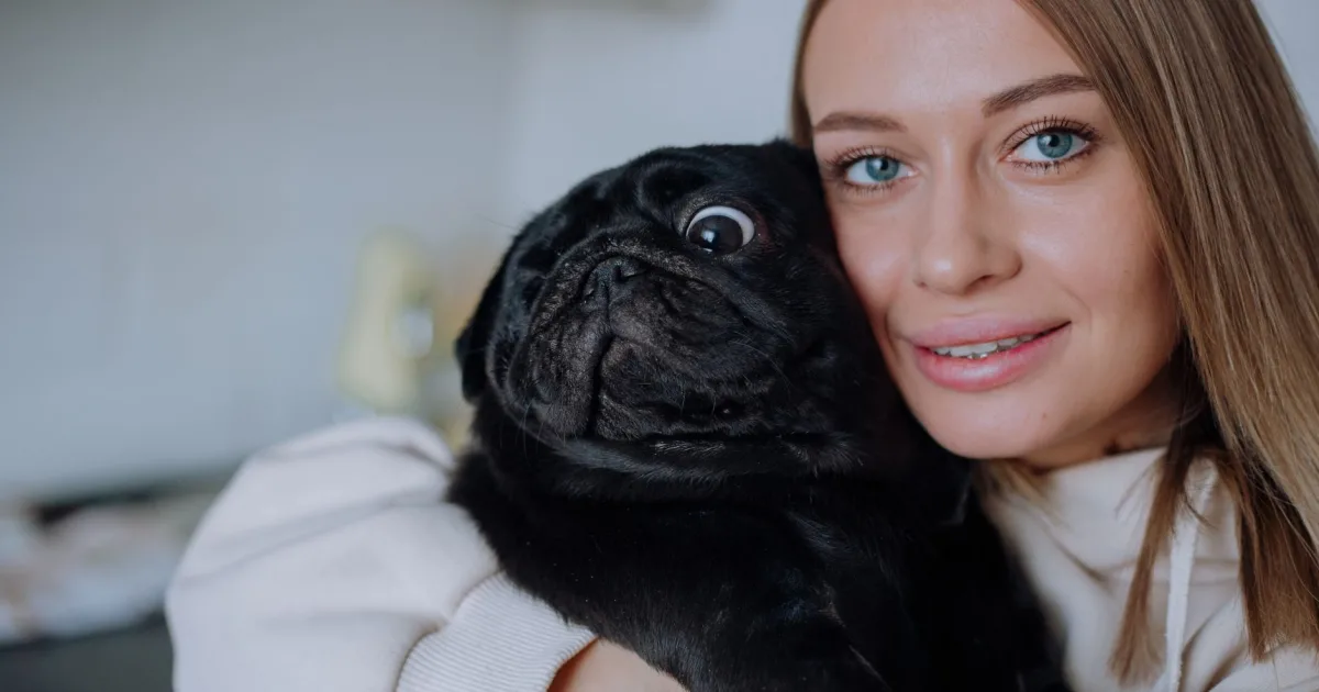A pug puppy being weighed at a veterinary clinic scale