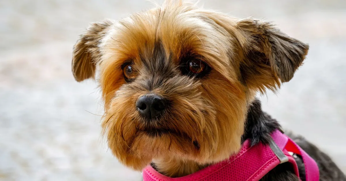 A cheerful Yorkshire Terrier peering out of a travel carrier, set against the backdrop of a bustling Italian street.