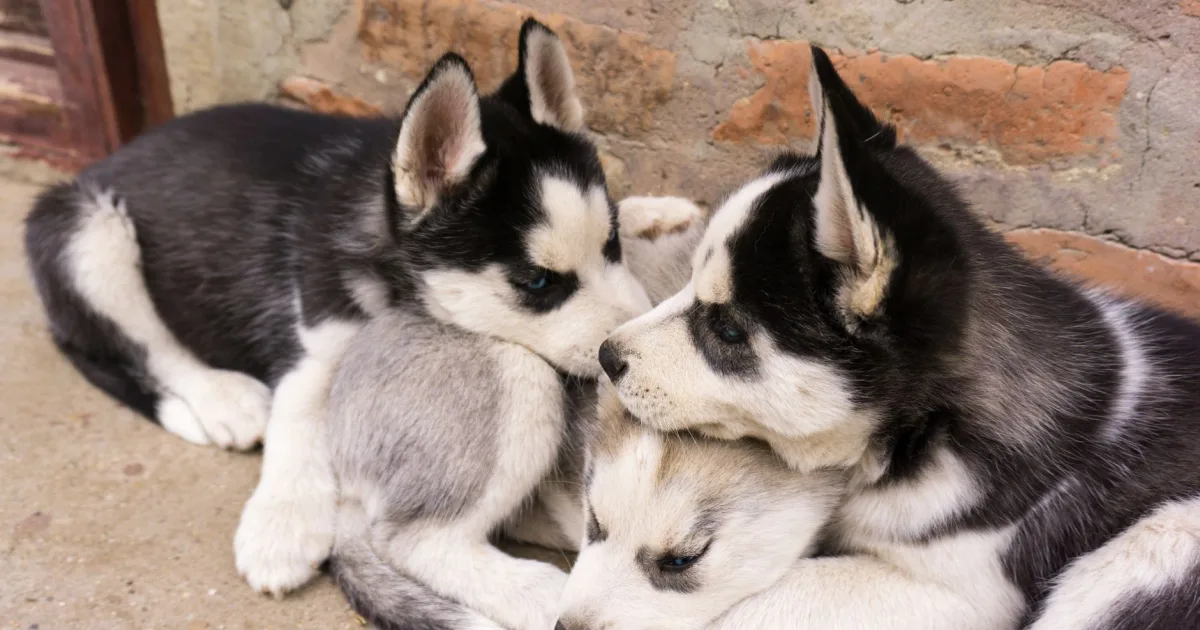 A Siberian Husky with bright blue eyes being examined by a veterinarian in a snowy Alaskan setting