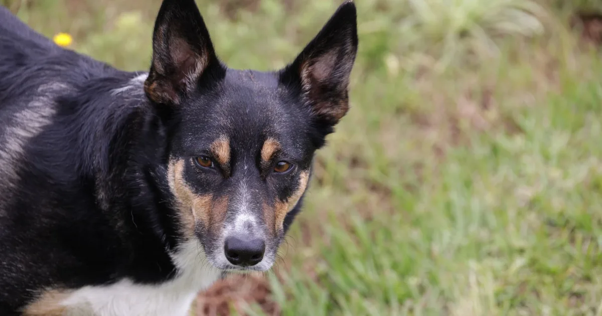 Collie mix Prius at a vet clinic, receiving a vaccination shot