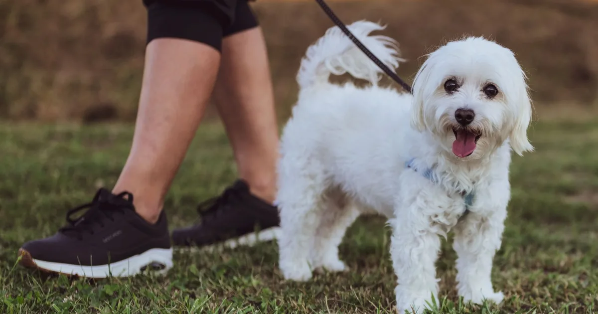 A senior Maltese dog being weighed by a vet with the owner nearby, showing active weight tracking.