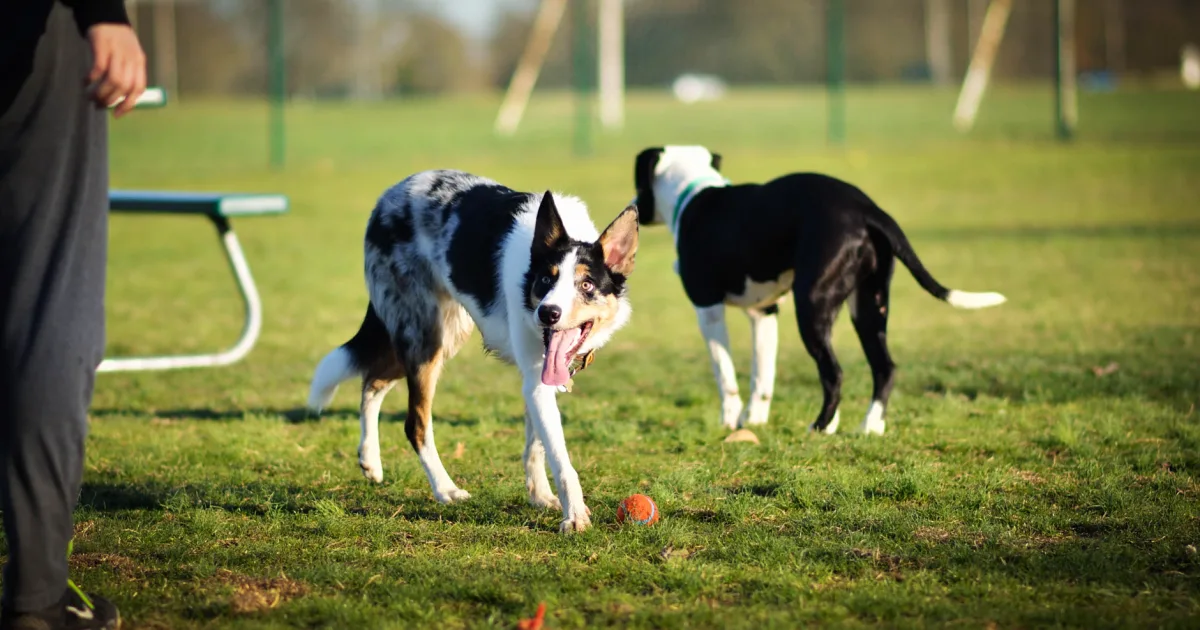 A concerned man and his Border Collie at a sunny dog park