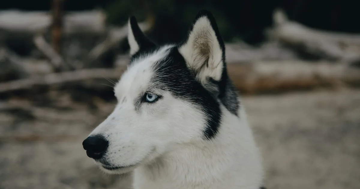 A Siberian Husky being weighed in a veterinary clinic during winter.
