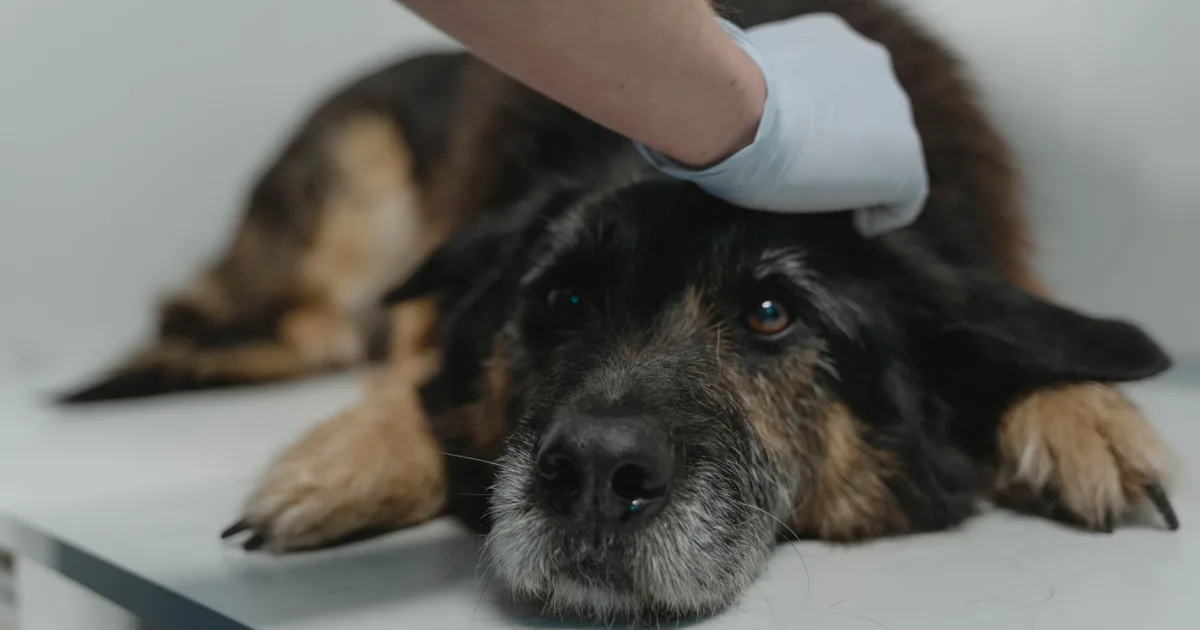 A worried man with a German Shepherd at a veterinary clinic, hinting at an emergency situation.