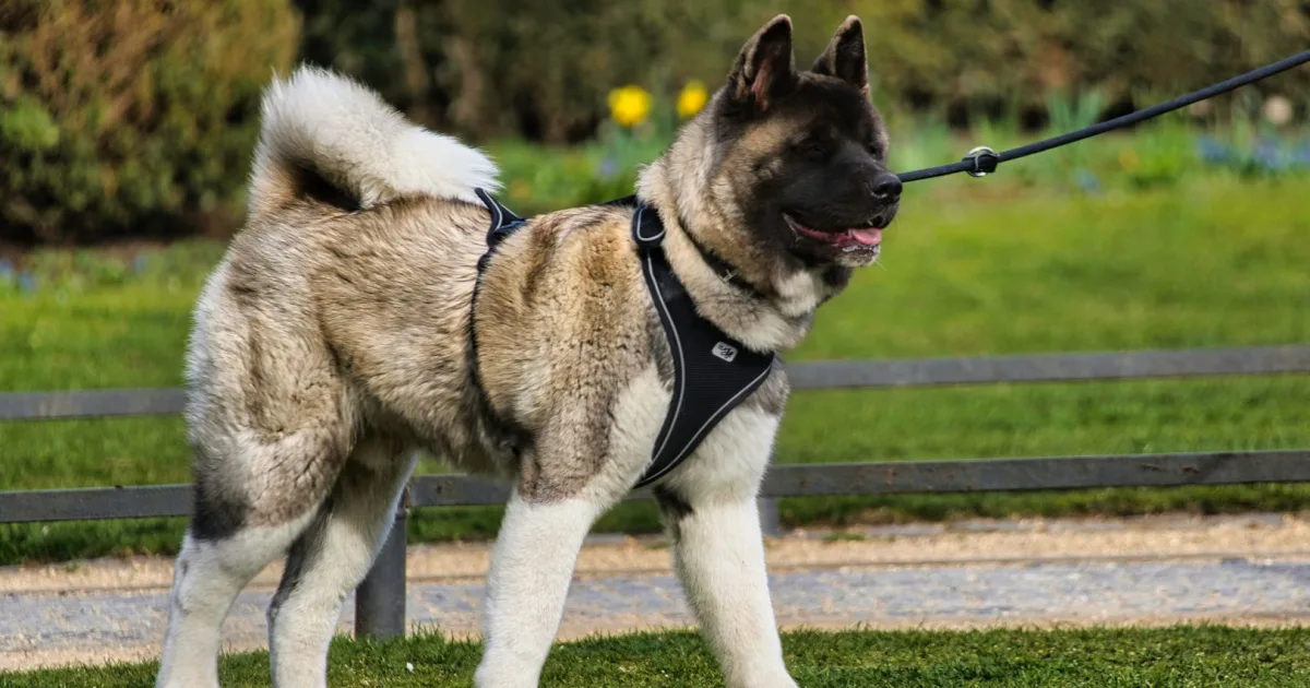 An Akita playing in a scenic Scandinavian summer field.