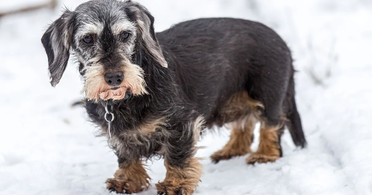 A Dachshund sitting next to its elderly owner, snow visible outside a nearby window.